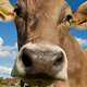 Illustration for article titled There Is No Safe Way to Kiss a Cow